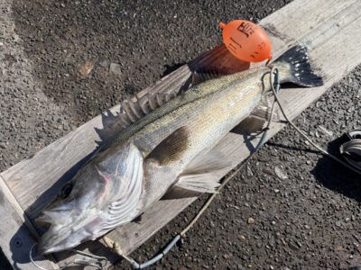 <p>川原様　沖の北　エビ撒き　ハネ59cm🎣8時半ごろにヒット♪♪</p>