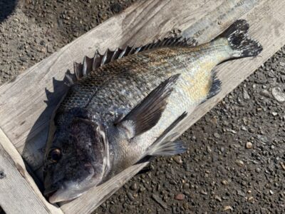 <p>山本様　中波止3番　エビ撒き　チヌ38cm🎣</p>