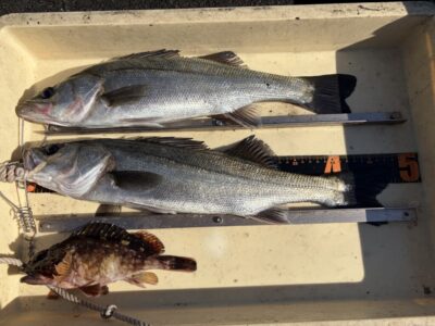 <p>三谷様　中波止3番　エビ撒き　ハネ47cmまで2匹とガシラ🎣</p>