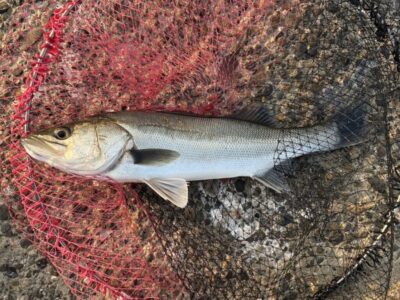 <p>徳山様　中波止3番　エビ撒き　ハネ🎣</p>