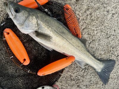 <p><em>F様　中波止②  エビ撒き釣り　タナ底　ハネ66cm🎣</em></p>