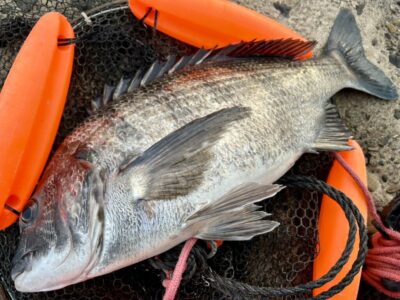 <p>F様　中波止② エビ撒き釣り　タナ底 8時頃にチヌ🎣</p>