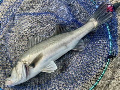 <p>F様　沖の北内向き　エビ撒き釣り　タナ2.5ヒロ10:30頃にハネ🎣　撮影後全てリリース🐟</p><p>⚠️フィッシングMAX全店⚠️</p><p>⚠️2月中のみ毎週木曜日=定休日です⚠️</p>