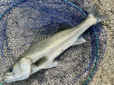 <p>ハネ研会長　福山様　沖の北　エビ撒き釣り　10時頃3.5ヒロ程のタナでハネ🎣　</p><p>今日はエサ取りも居なかったそうです🐟撮影後リリース🐟</p>