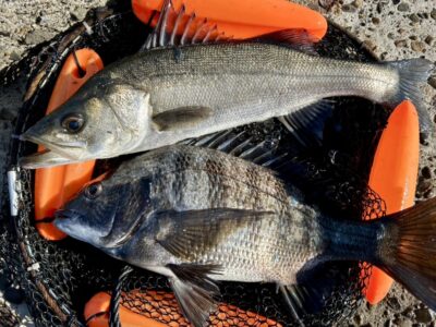 <p>ハネ研会長　福山様　中波止② エビ撒き釣り　7時頃にハネ&チヌ🎣　</p>