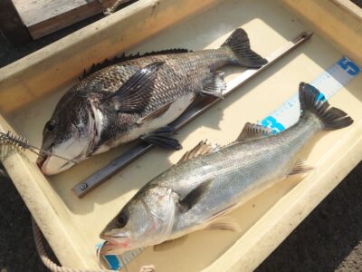 <p>中波止　エビ撒き釣り　ハネ研三谷様　ハネ42cm！</p><p>ハネ研山本様　チヌ40cm！</p>