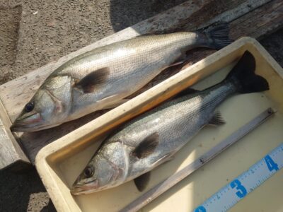 <p>ハネ研会長  福山様　沖の北　エビ撒き　ハネ60cm🎣7時40分ごろにヒット♪♪追記→10時ごろに2匹追加で計4匹のハネGET✨タナは2.5〜3ヒロ</p>