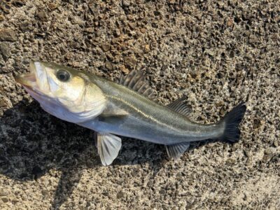 <p>徳山様　沖の北　エビ撒き🦐　ハネ54cm🎣8時前にヒット♪♪</p>