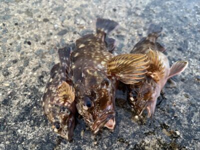 <p>レジェンド山本氏　沖の北　エビ撒き　ガシラ🎣6時ごろ良く当たってました！！撮影後リリース🐟</p>