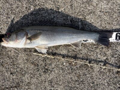 <p>岩田様　沖の北　エビ撒き🦐　タナ4ヒロ半　ハネ56cm🎣7時頃にヒット♪♪</p>