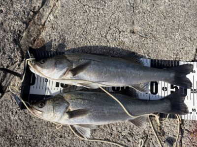 <p>川原様　沖の北　エビ撒き🦐　タナ4ヒロ　ハネ55cmまで2匹🎣7時〜7時半にヒット♪♪</p>