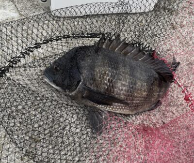 <p>徳山様　沖の北　エビ撒き🦐　11時前に3枚目のチヌGET✨本日はハネ1匹・チヌ3匹でした！チヌは最大47〜8cmと良型で今後ノッコミに期待♪♪</p>