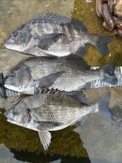 <p>ハネ研会長 福山様　沖の北　エビ撒き🦐　チヌ41cm~47.5cmまで3枚🎣タナは波止際2〜2.5ヒロ✨</p>