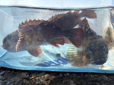 <p>レジェンド山本氏　沖の北　エビ撒き　うす暗い時間帯にガシラ🎣</p>