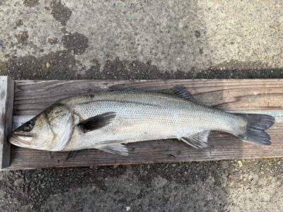 <p>川原様　旧一文字白灯　エビ撒き　ハネ62cm🎣</p>