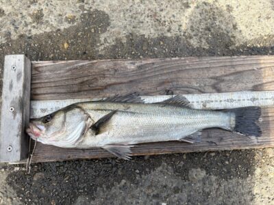 <p>山本様　中波止3番　エビ撒き　ハネ46.5cm🎣</p>