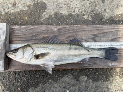 <p>福山様　中波止2番　エビ撒き　ハネ48.6cm🎣</p>