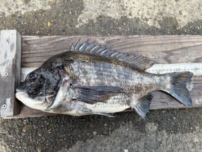 <p>レジェンド山本氏　沖の北　エビ撒き　チヌ44cm🎣7時半ごろにヒット♪♪</p>