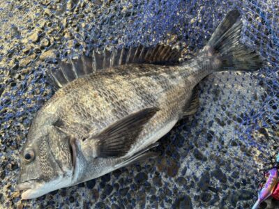 <p>福山様　中波止2番  エビ撒き　チヌ🎣ふかせ釣りでも狙えます♪♪</p>