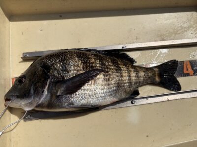 <p>鳩山様　旧一文字赤灯　エビ撒き　チヌ38cm🎣</p>