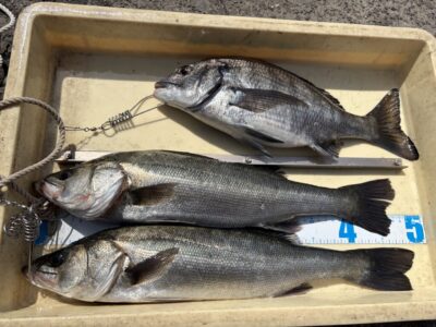 <p>三谷様　沖の北　エビ撒き　ハネ49.5cmまで2匹とチヌ🎣</p>