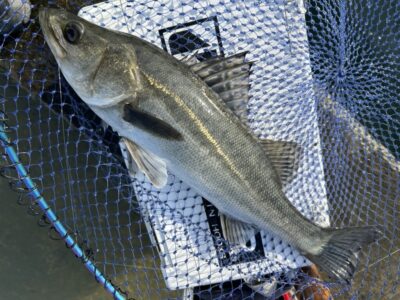 <p>福山様　沖の北　エビ撒き　ハネ2匹🎣5時〜11時までの釣果</p>