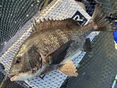 <p>福山様　沖の北　エビ撒き　チヌ4枚🎣　5時〜11時までの釣果</p>