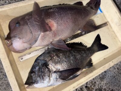 <p>佐多先生　沖の北　ふかせ釣り　カンダイ58cmとチヌ43cm🎣</p>