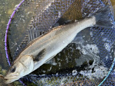 <p>福山様　沖の北　17時〜20時半まで　エビ撒き🦐　ハネ53cmまでを3匹🎣日暮れどきの短時間で3発♪♪タナは1ヒロとの事でした^ ^</p>
