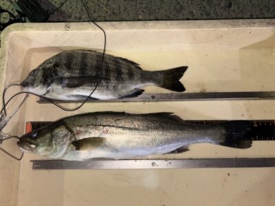 <p>石中鉄工所様　中波止3番　エビ撒き　15時〜18時半まで　ハネ44.7cmとチヌ🎣</p>