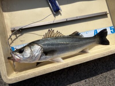<p>真田様　沖の北　エビ撒き　ハネ47cm🎣</p>