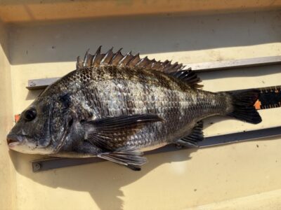 <p>鳩山様　旧一文字赤灯　エビ撒き　チヌ42cm🎣</p>