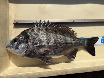 <p>レジェンド山本氏　旧一文字赤灯　エビ撒き　チヌ38cm🎣</p>