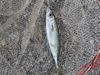 <p>旧一文字赤灯　エビ撒きにサバが掛かりました！！早朝はサバが小魚を追いかけていたとの事です♪♪</p>