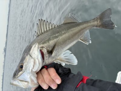 <p>徳山様　沖の北　エビ撒き　ハネ🎣11時前にヒット♪♪</p>