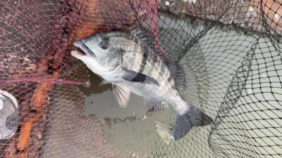 <p>徳山様　沖の北　エビ撒き　チヌ🎣</p>