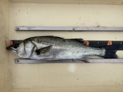 <p>大宅様　中波止3番　エビ撒き　ハネ44.5cm🎣</p>