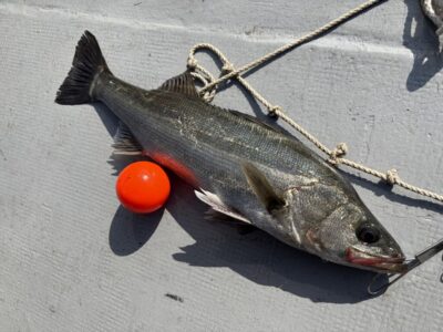 <p>岩田様　旧一文字赤灯先端　エビ撒き　ハネ45cm🎣朝イチ1投目で釣れたそうです♪♪</p>