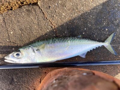 <p>釣れない猫様　沖の北　ジグサビキ　丸々したサバ♪♪美味しそぉ〜😋</p>