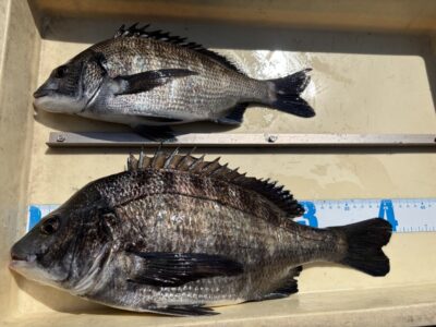 <p>川原様　中波止3番　エビ撒き　チヌ40cmまで2匹🎣</p>