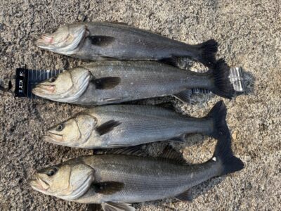 <p>ハネ研会長 福山様　沖の北　エビ撒き　1番船〜7時半までにハネ64cmまで4匹！！！</p>