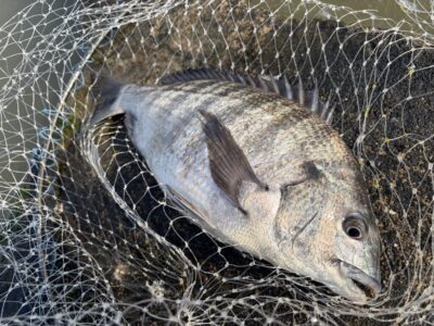 <p>はるひさSP様　沖の北　エビ撒きでチヌ✨本日お誕生日との事で、めで鯛🎉㊗️</p>