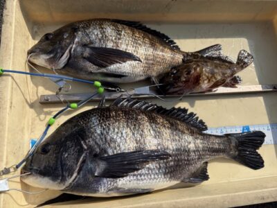 <p>鳩山様　旧一文字赤灯　エビ撒き　チヌ44cmまで2匹とガシラ🎣</p>