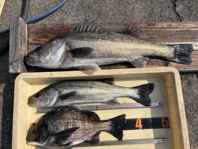 <p>川原様　旧一文字白灯　エビ撒き　ハネ64cmまで2匹とチヌ🎣</p>