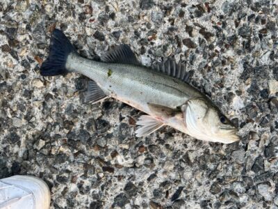 <p>大木様　沖の北　エビ撒き　ハネ🎣</p>