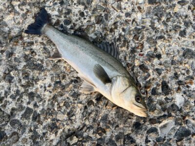 <p>大木様　沖の北　エビ撒き　2匹目のハネ♪♪</p>