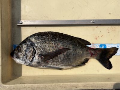 <p>三谷様　中波止3番　エビ撒き　チヌ35cm🎣</p>