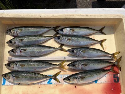 <p>植山様　旧一文字赤灯先端　サビキ　サバ27cmまで10匹🎣マイクロベイトが目の前に回ってきたときにサバが釣れたとの事でした！！サバも少しずつ増えてきました♪♪</p>