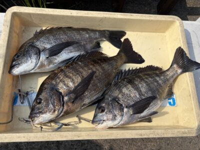 <p>川原様　旧一文字白灯　エビ撒き　チヌ42cmまで3枚🎣7時〜7時半に時合があり連発♪♪</p>