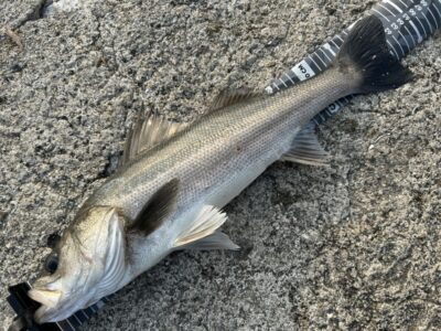 <p>ハネ研会長 福山様　沖の北　エビ撒き🦐　ハネ62.5cmまでを3匹🎣タナは2.5ヒロ</p>